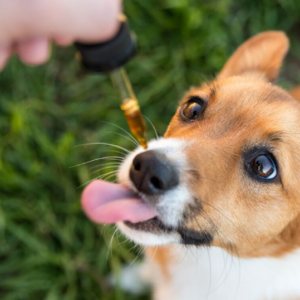 CBD für Tiere